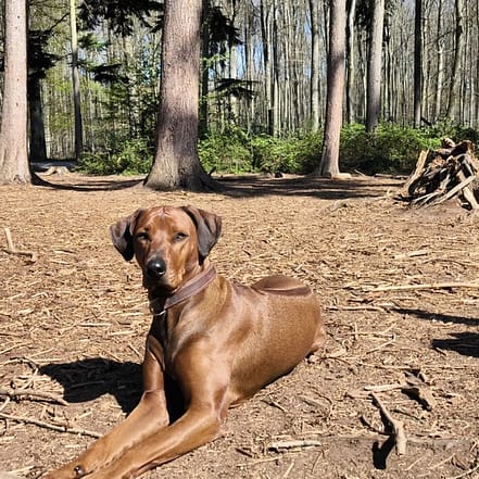 1 / 3 Einheiten: 60 min. Hundeschule-Gruppentraining & Grunderziehung Köln OXGE.com Special Offers, Deals & Discounts in Germany