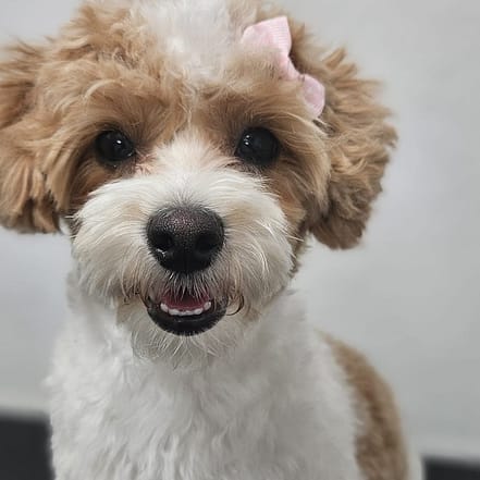 Hundefriseur mit sorgfältiger Pflege für 1 kleinen / mittelgroßen Hund München OXGE.com Special Offers, Deals & Discounts in Germany