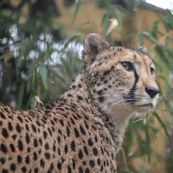 Felidae Wildkatzen- und Artenschutzzentrum Barnim - Führung at Felidae Wildkatzen- und Artenschutzzentrum Barnim, Berlin, Germany
