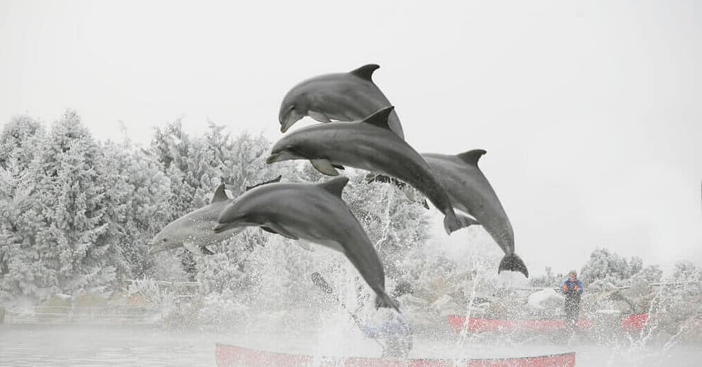 Einrittskarte “”Dolfinarium”” in Harderwijk, Niederlande für 1 Person Münster OXGE.com Special Offers, Deals & Discounts in Germany