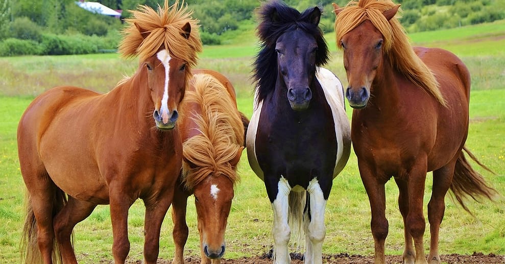 Bis zu 60% Rabatt auf den Reiten – Training bei Pferdeführerschein National Deal OXGE.com Special Offers, Deals & Discounts in Germany