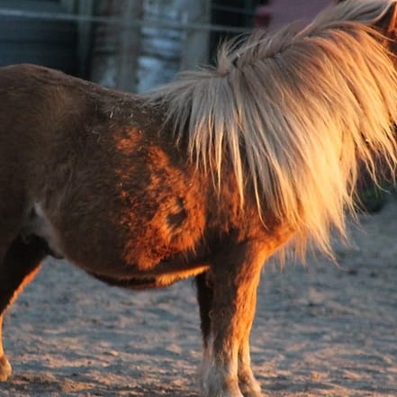 Kuscheln mit einem Pony Essen OXGE.com Special Offers, Deals & Discounts in Germany
