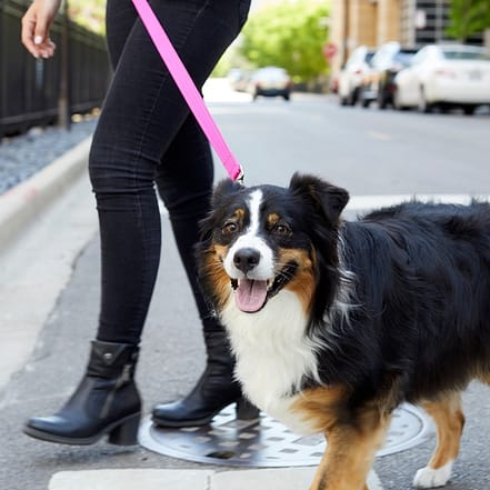 Online-Hundeschule & Training: Effektives Training für deinen 4-Beiner National Deal OXGE.com Special Offers, Deals & Discounts in Germany