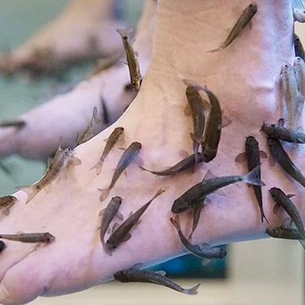 1 od. 2 Pers.: 40 Min. Hand-oder Fußpflege im Fisch-Bad inkl. Getränk Berlin OXGE.com Special Offers, Deals & Discounts in Germany