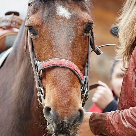 90 Min. Bodenarbeit mit dem Pferd Berlin OXGE.com Special Offers, Deals & Discounts in Germany