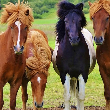 Bis zu 67% Rabatt auf den Reiten – Training bei Pferdeführerschein National Deal OXGE.com Special Offers, Deals & Discounts in Germany
