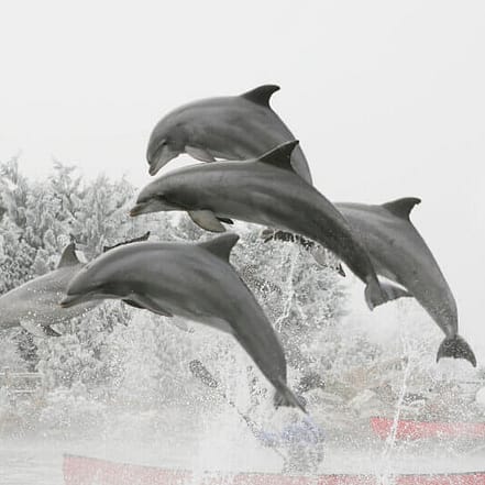 Einrittskarte “”Dolfinarium”” in Harderwijk, Niederlande für 1 Person Münster OXGE.com Special Offers, Deals & Discounts in Germany
