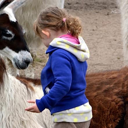 Erlebe magische Momente mit Lamas und Alpakas in der Natur Berlin OXGE.com Special Offers, Deals & Discounts in Germany