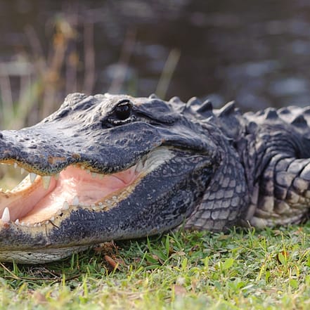 Familienabenteuer im Reptilien-Zoo: mit Tierbegegnungen & Spielplatz Leipzig/Halle OXGE.com Special Offers, Deals & Discounts in Germany