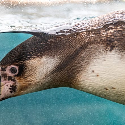 KinderWorkshop – Fotografieren im Zoo Frankfurt OXGE.com Special Offers, Deals & Discounts in Germany