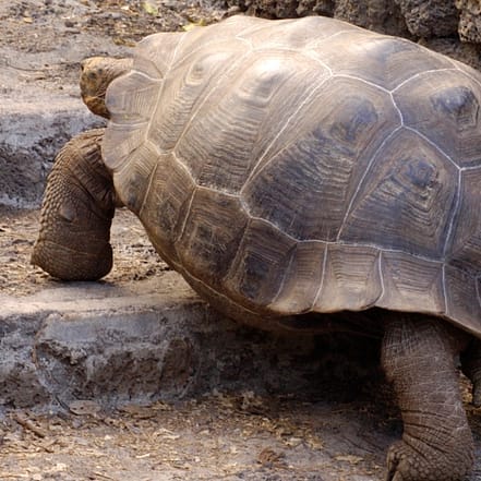 Tageskarte für den Schildkröten- und Reptilienzoo Neu Ulm Ulm OXGE.com Special Offers, Deals & Discounts in Germany