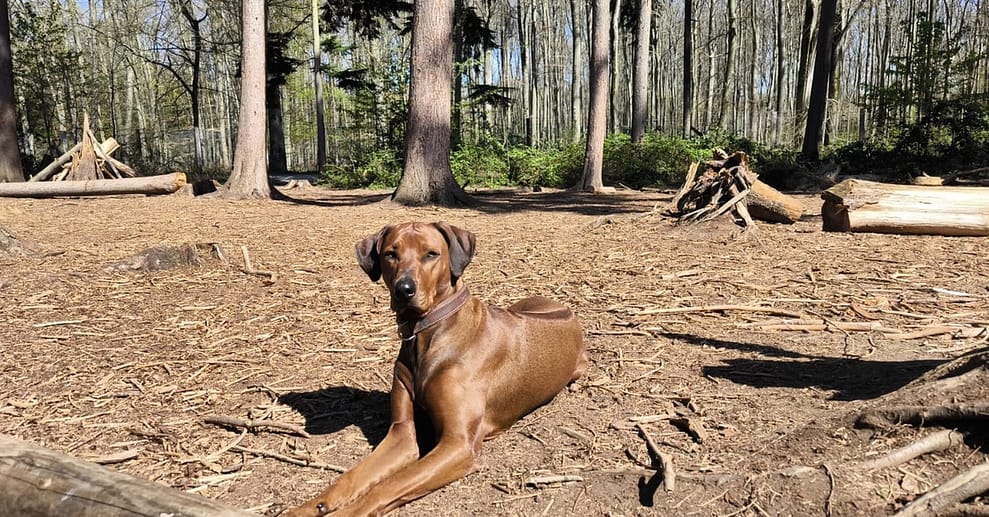 1 / 3 Einheiten: 60 min. Hundeschule-Gruppentraining & Grunderziehung Köln OXGE.com Special Offers, Deals & Discounts in Germany