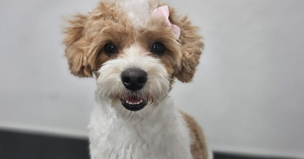 Hundefriseur mit sorgfältiger Pflege für 1 kleinen / mittelgroßen Hund München OXGE.com Special Offers, Deals & Discounts in Germany