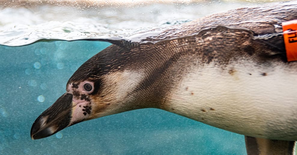 KinderWorkshop – Fotografieren im Zoo Frankfurt OXGE.com Special Offers, Deals & Discounts in Germany