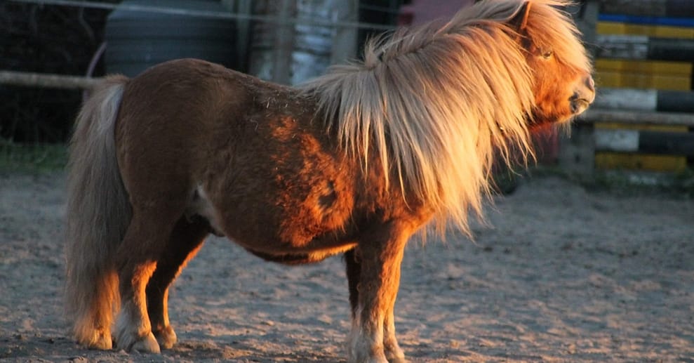 Kuscheln mit einem Pony Essen OXGE.com Special Offers, Deals & Discounts in Germany