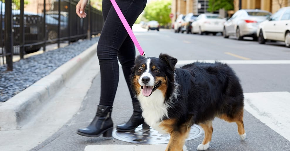 Online-Hundeschule & Training: Effektives Training für deinen 4-Beiner National Deal OXGE.com Special Offers, Deals & Discounts in Germany